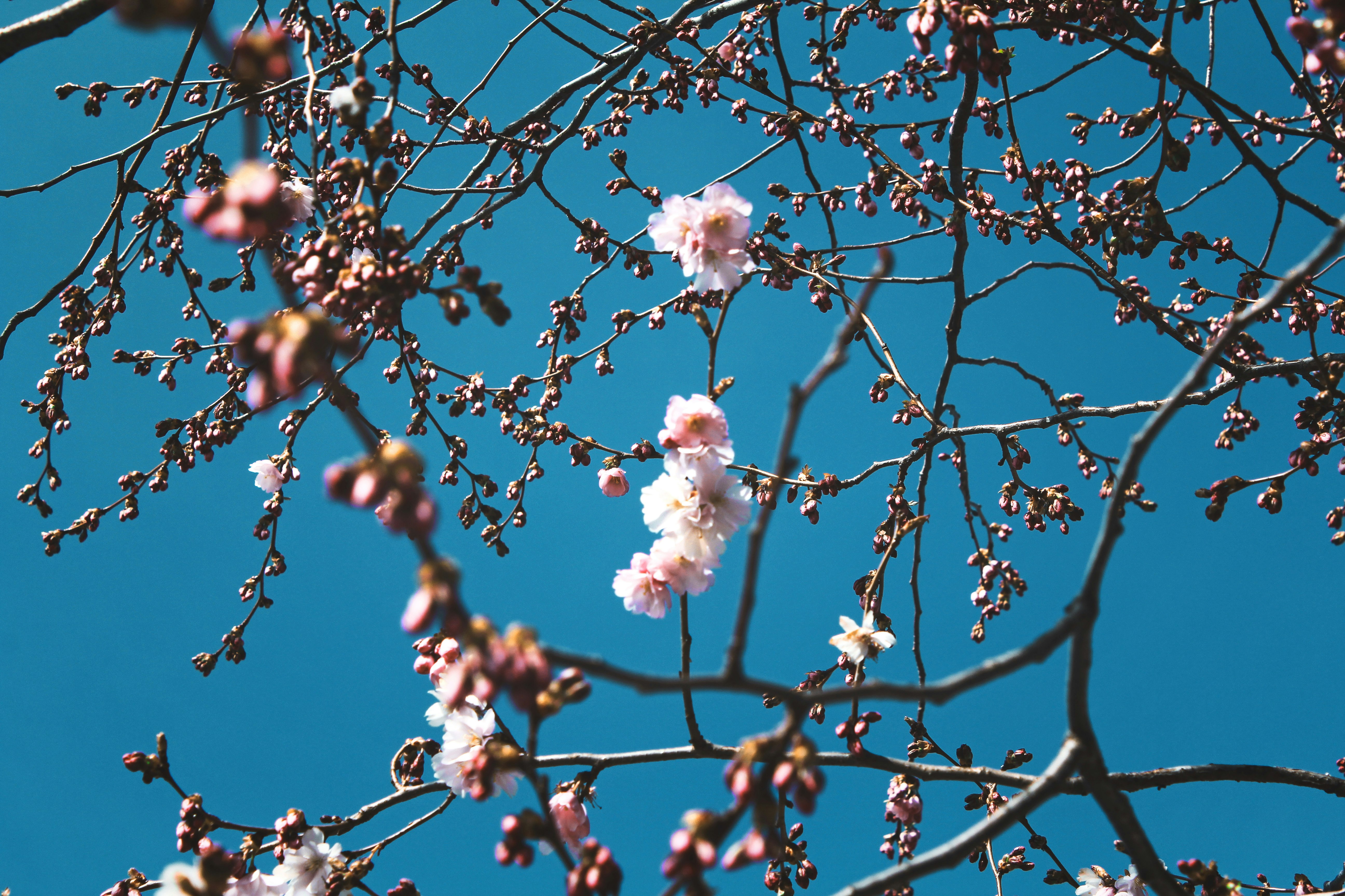 photography of cherry blossoms outdoors